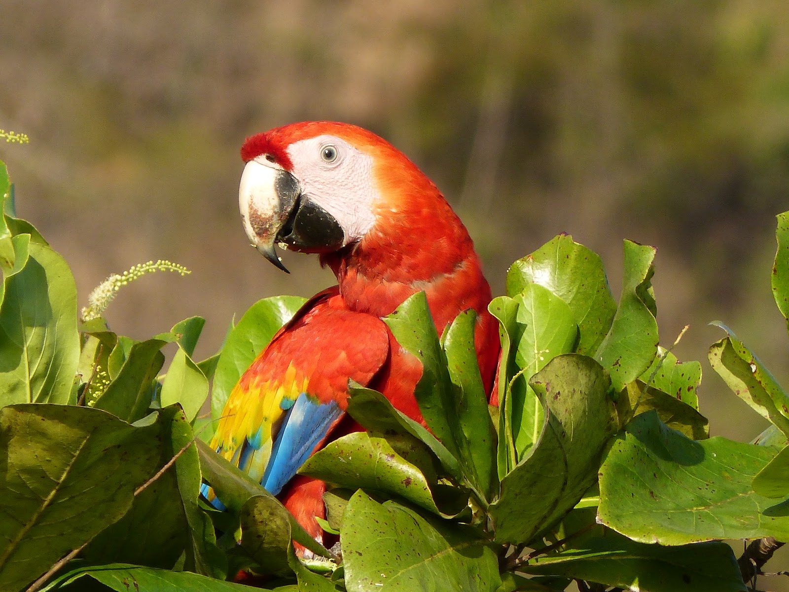 ara rouge oiseau costa rica
